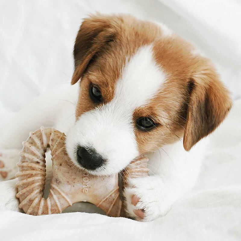 Benebone Puppy Pack Bacon Wishbone & Dental Chew