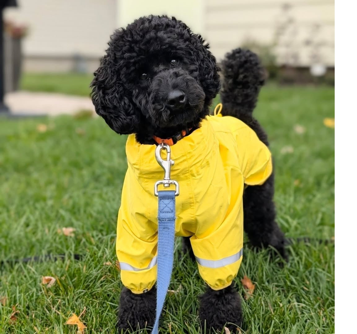 Canada Pooch Waterproof Raincoat