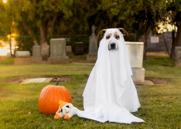 Multipet Halloween Lambchop with Witch Hat Orange