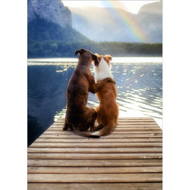 Avanti Anniversary Card - 2 Dogs on Dock with Rain