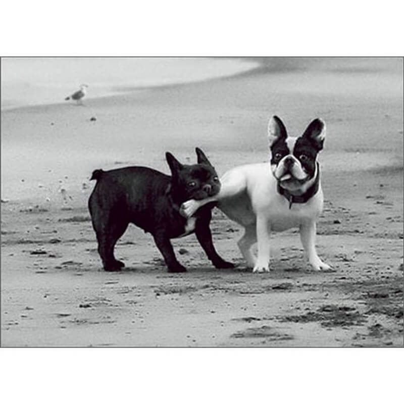 Avanti Anniversary Card - Frenchies on a Beach