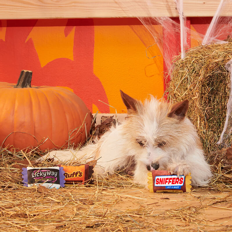 BARK Howl-O-Ween Candy Plush