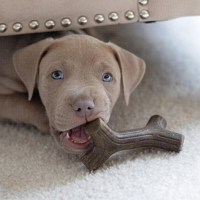 Benebone Bacon Zaggler Puppy 2 Pack