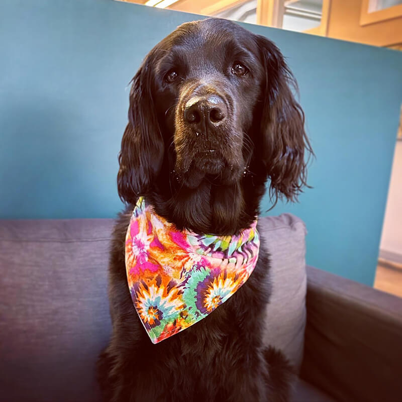 Bibby Bubby Bandana - Rainbow Tie Dye