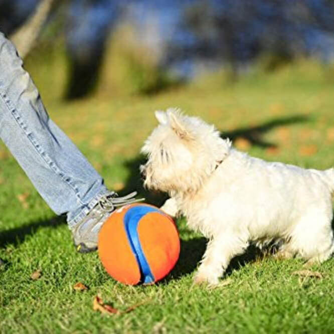 Chuckit! Kick Fetch