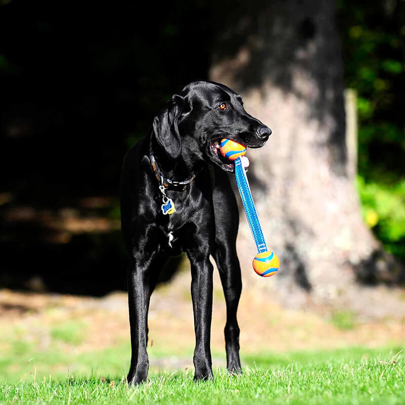 Chuckit! Ultra Ball Duo Tug