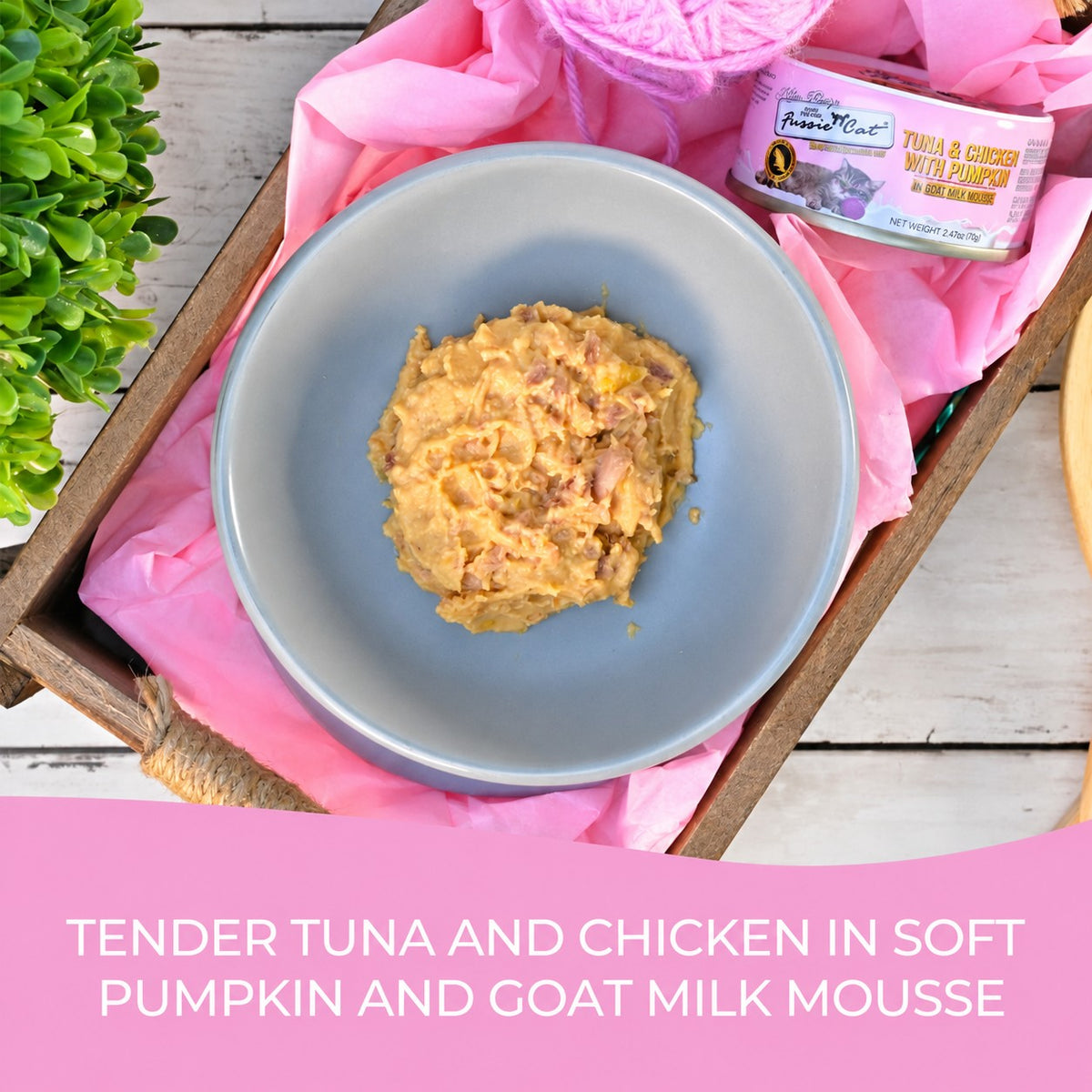 Fussie Cat Kitten Tuna & Chicken with Pumpkin in Goat Milk Mousse