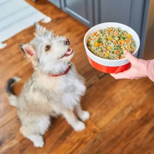 Stella & Chewy's FreshMade Chick-A-Lick'n