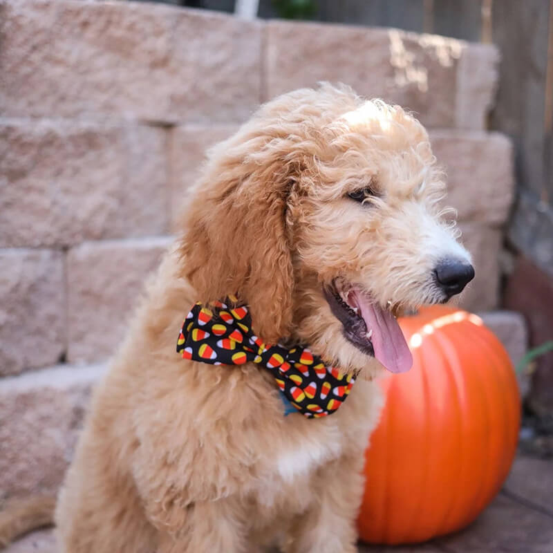 Huxley & Kent Candy Corn Bow Tie