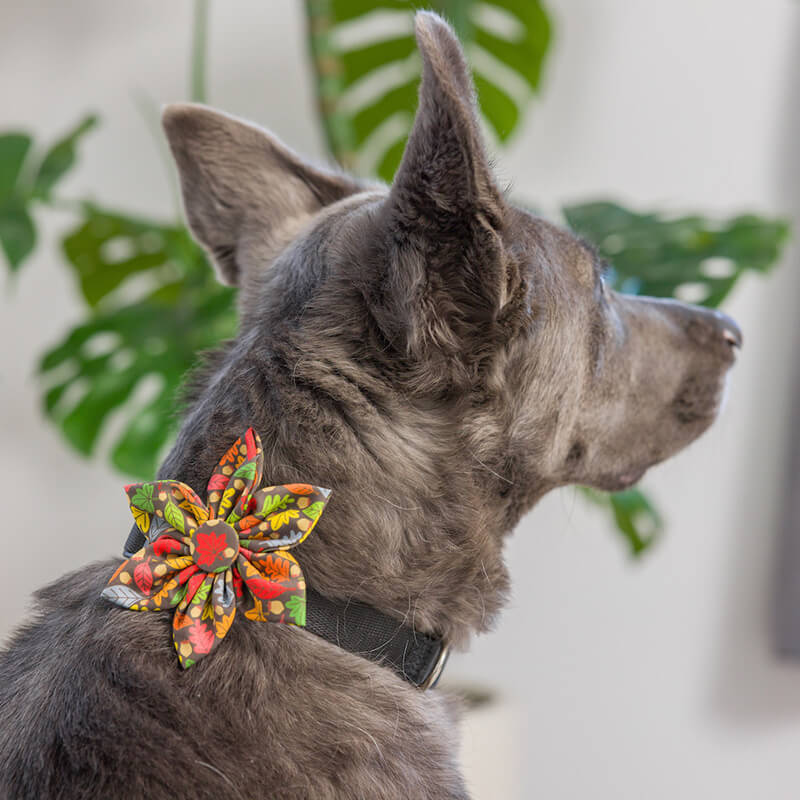 Huxley & Kent Leaves & Nuts Pinwheel