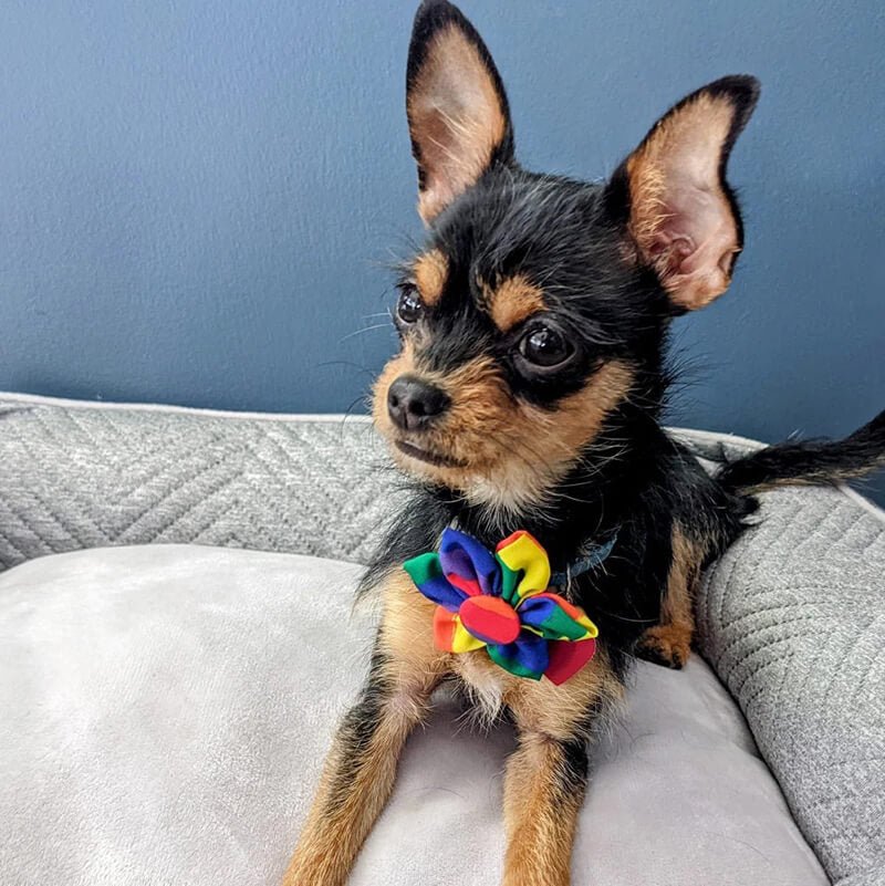 Huxley & Kent Pinwheel Equality