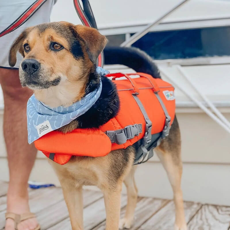 The Paws Bandana - Cape Charles