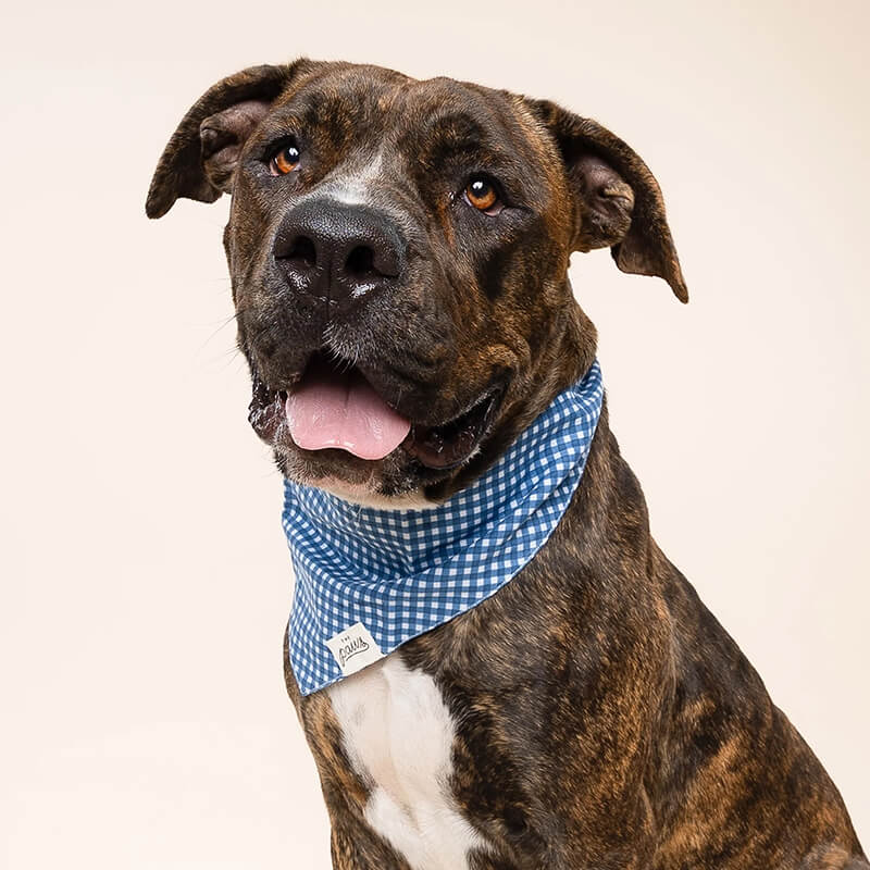 The Paws Bandana - Blue Gingham