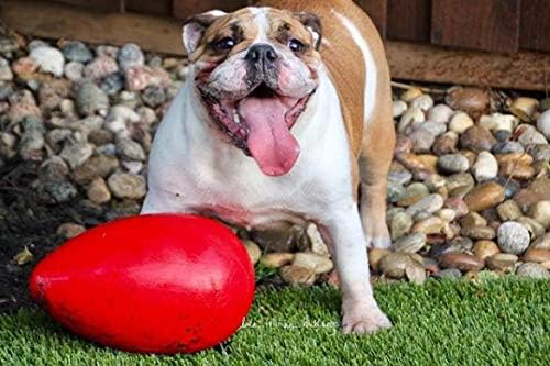 Jolly Pets Egg