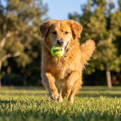 KONG SqueakAir Ball Large Single