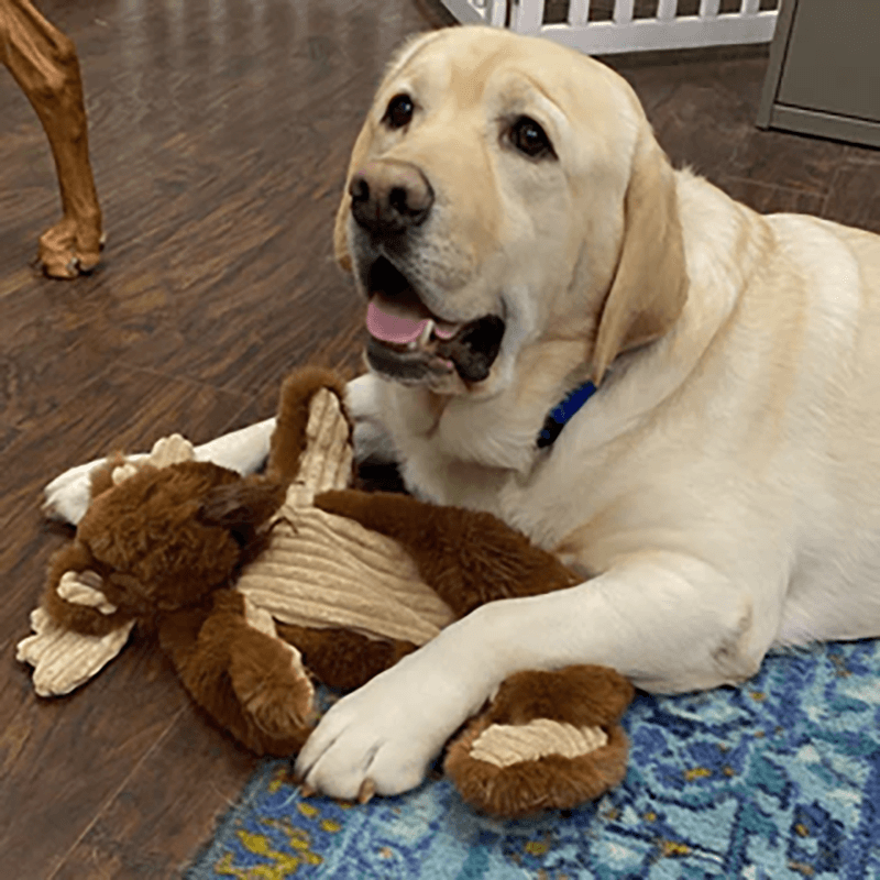 HuggleHounds X-Brace Maple Moose