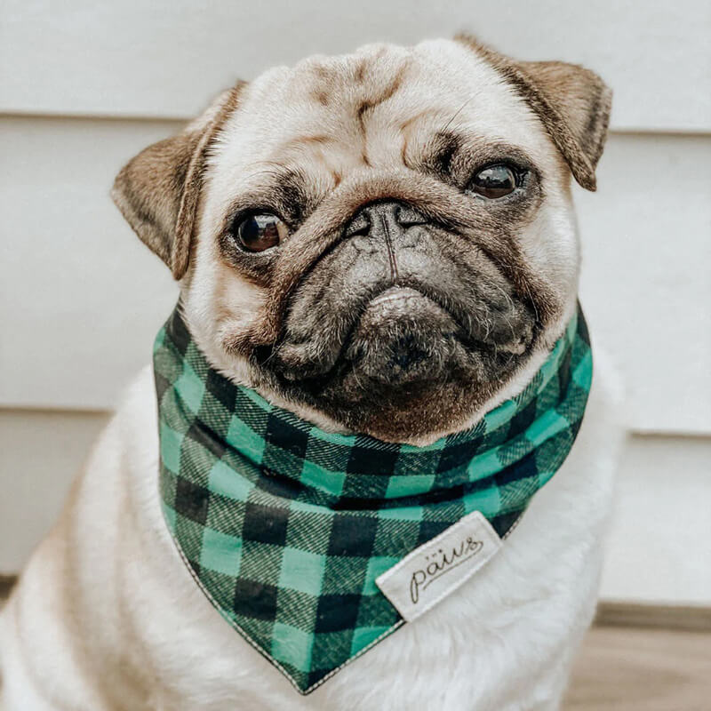 The Paws Bandana - Bourbon