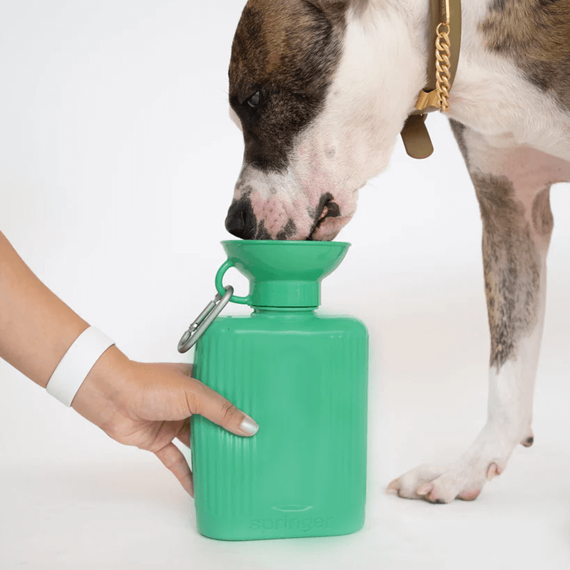 Springer Growler Dog Water Travel Bottle