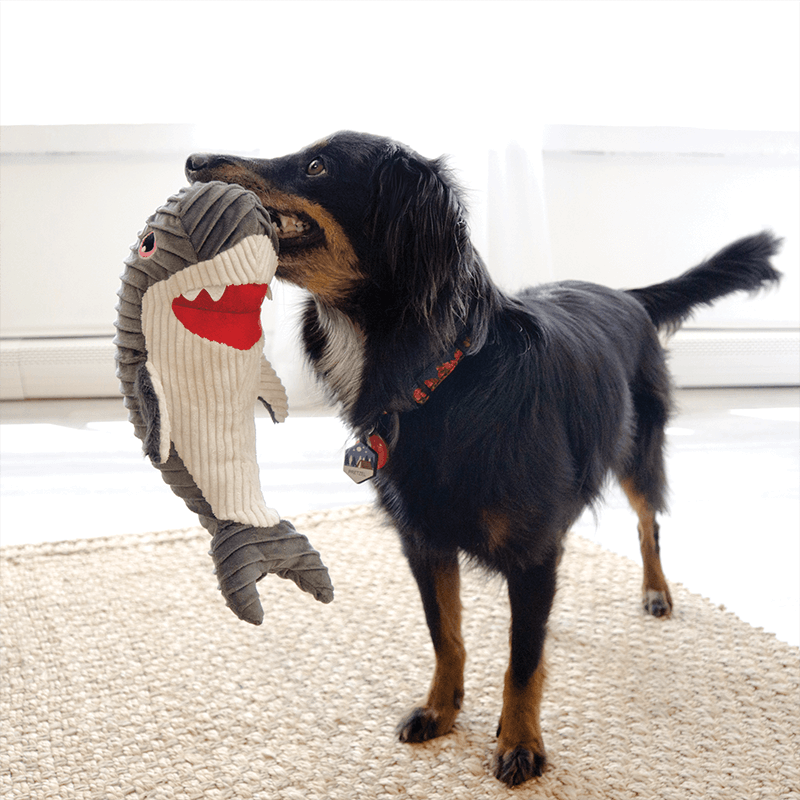 Kong Cuteseas Rufflez Shark