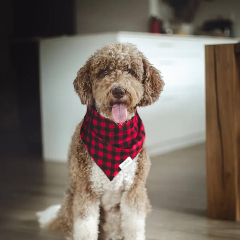 The Paws Bandana - Whiskey