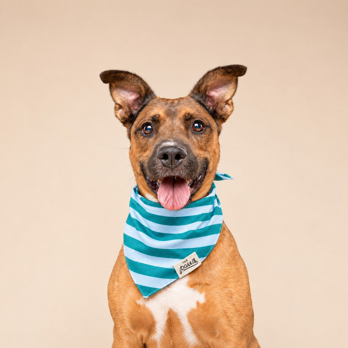 The Paws Bandana - Gili