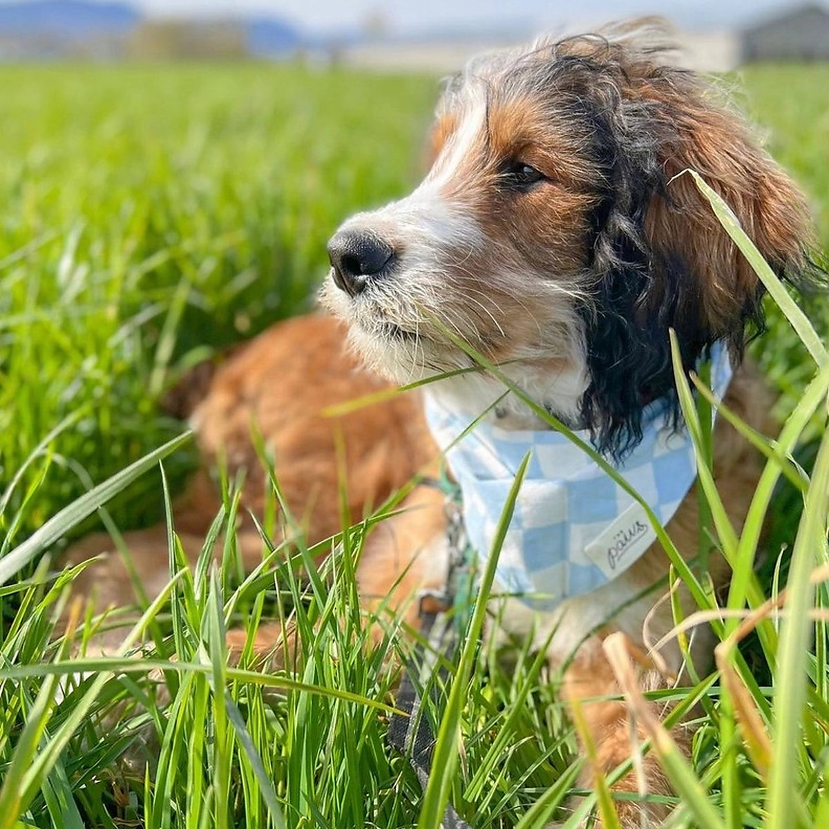 The Paws Bandana - Knight
