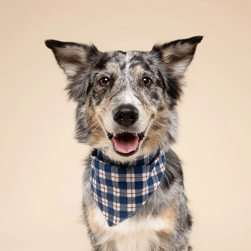 The Paws Bandana - Apres Winter