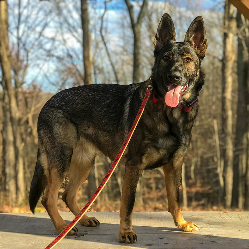 Up Country Leash moose