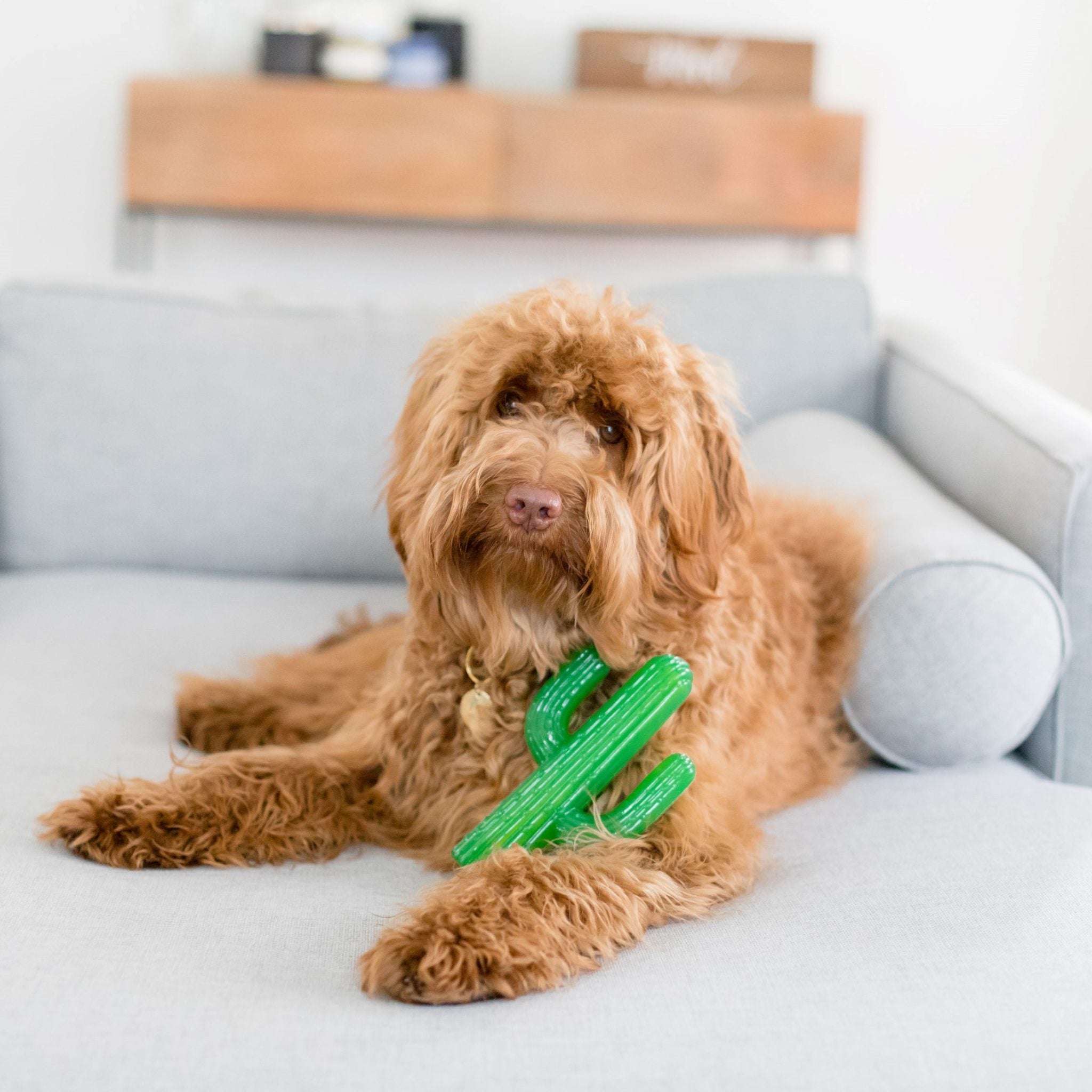 Zippy Paws ZippyTuff Cactus