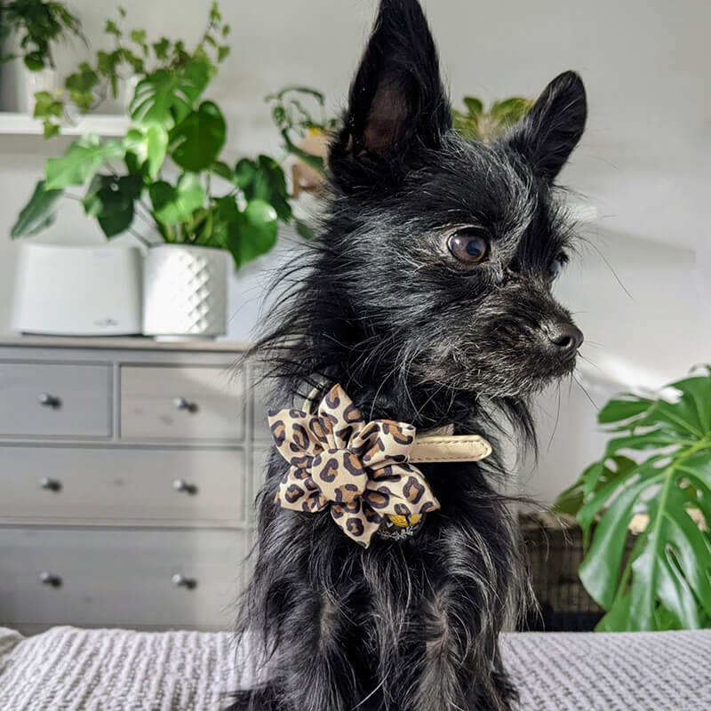 Huxley & Kent Pinwheel Tan Leopard