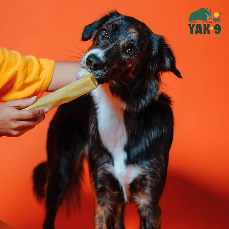 Yak9 Pumpkin Cheese Chew