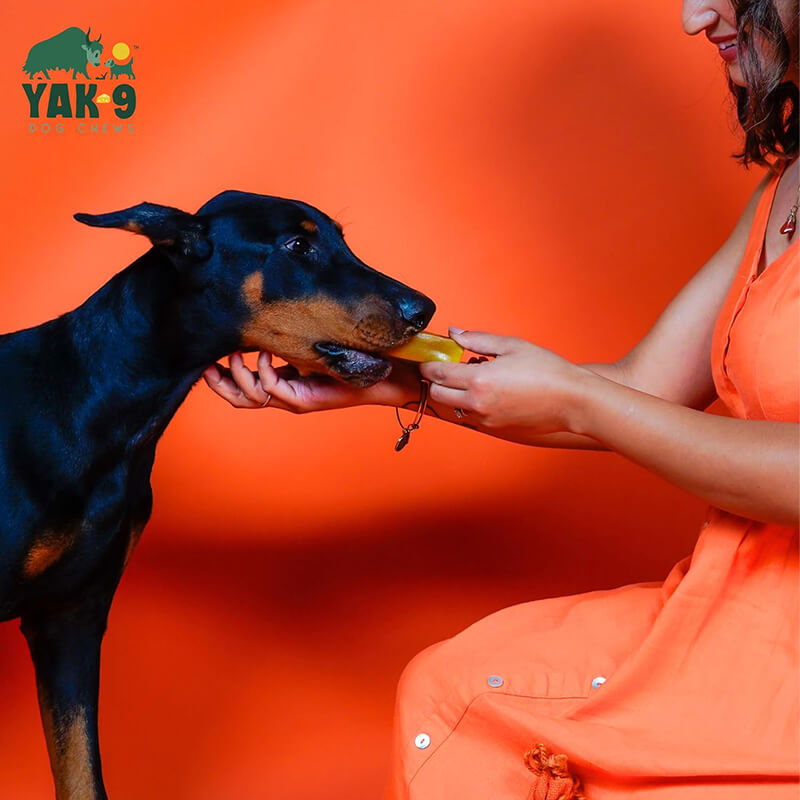 Yak9 Turmeric Cheese Chew