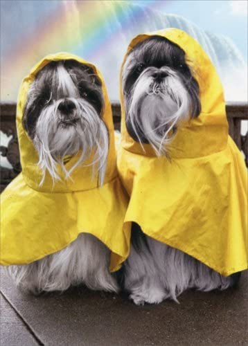 Avanti Anniversary Card - Rain Poncho Dogs
