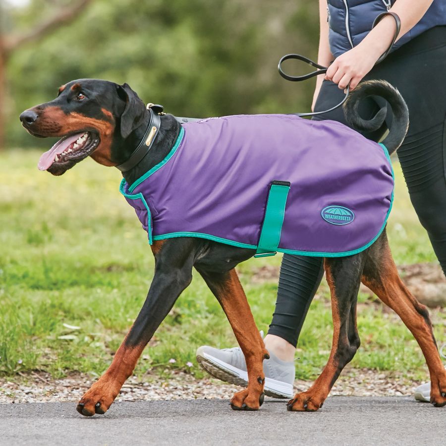 Weatherbeeta Comfitec Windbreaker Free Dog Coat