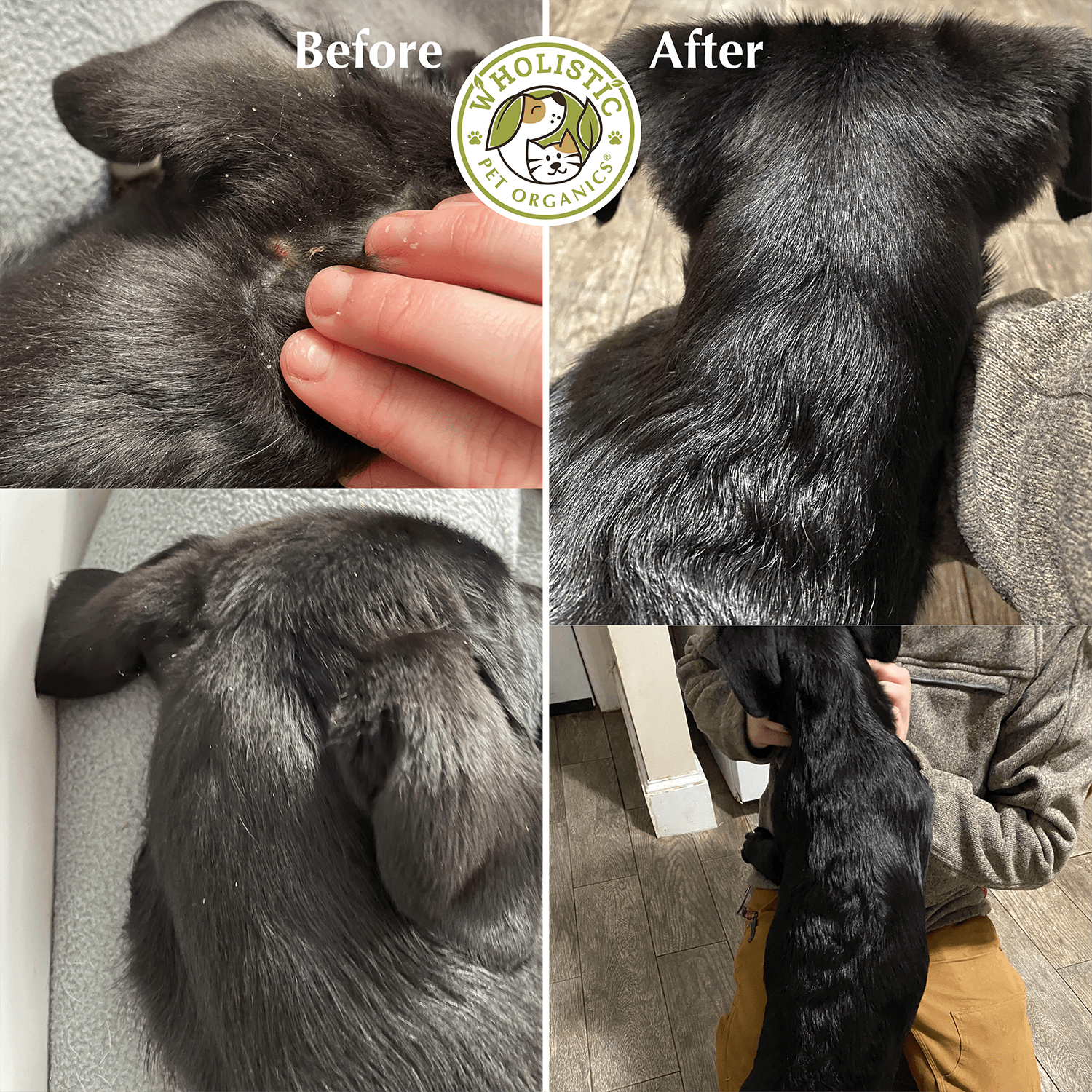 Wholistic Pet Organics Wild Salmon Oil