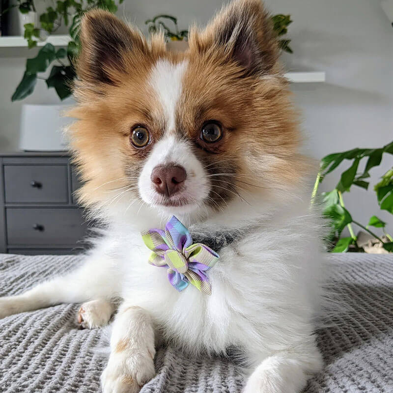 Huxley & Kent Lavender Lemon Check Pinwheel