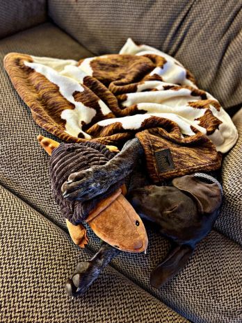 Tall Tails Blanket Cowhide