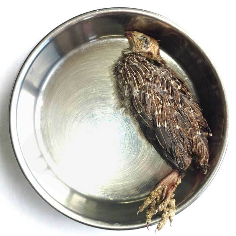 Savage Cat Frozen Whole Quail in bowl