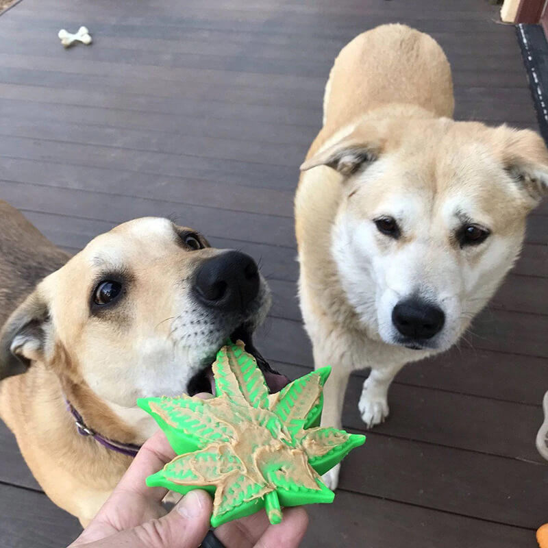Soda Pup Nylon Colorado "Maple" Leaf Chew & Enrichment Toy