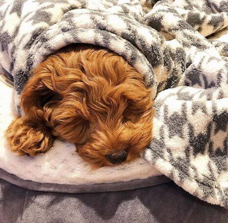 Tall Tails Houndstooth Fleece Blanket