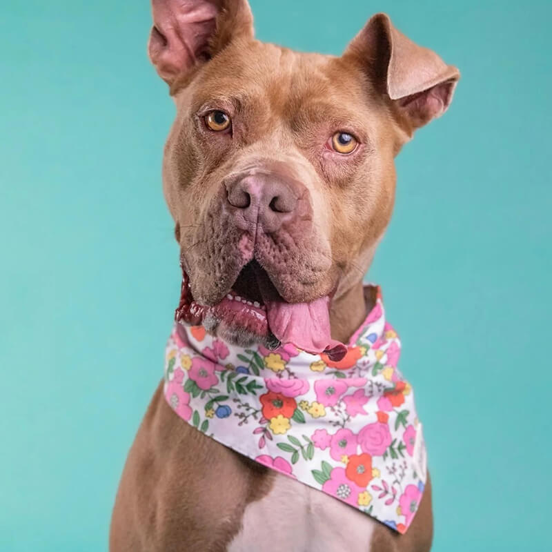 The Paws Bandana - Blossom