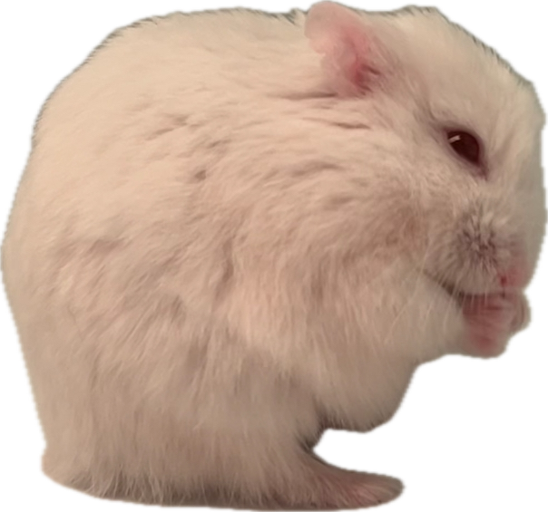 Hamster Enclosure Legal Minimums