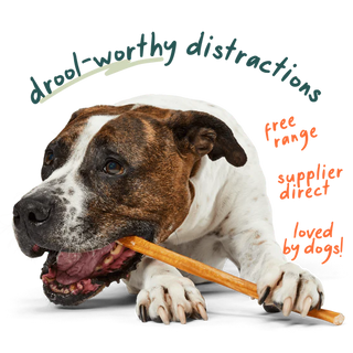 Woof BullySafe Bully Sticks  6"