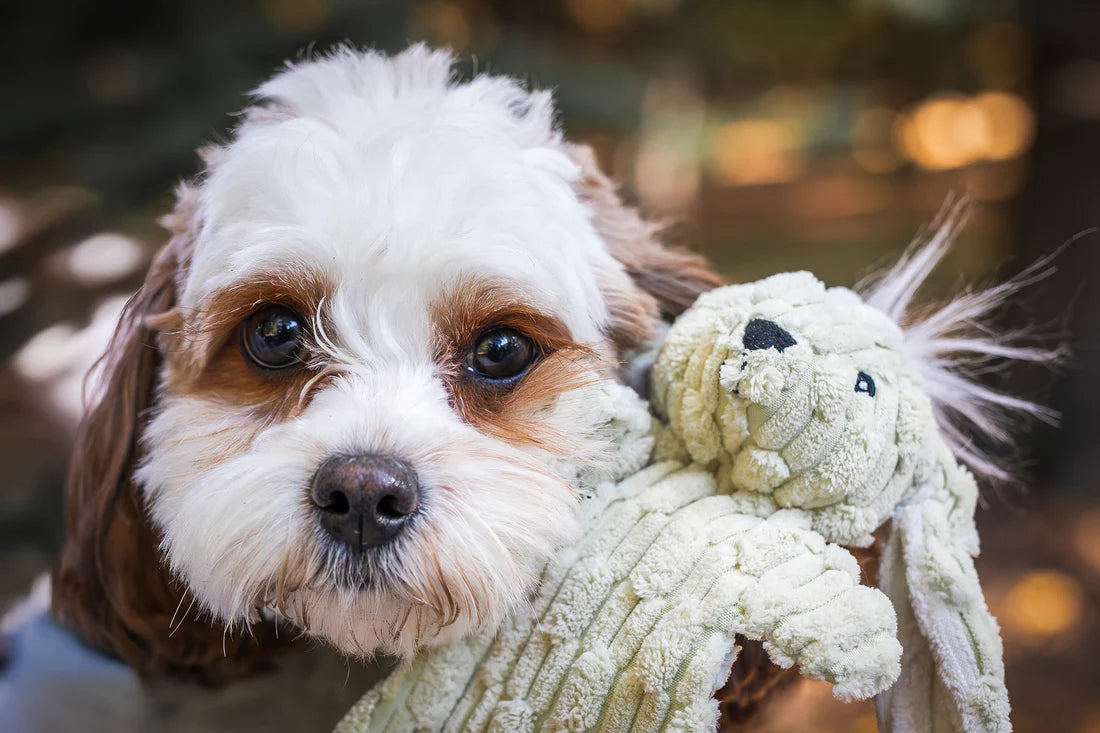 HuggleHounds Mini Barnyard Flattie Assorted