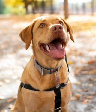2 Hounds Training Leash