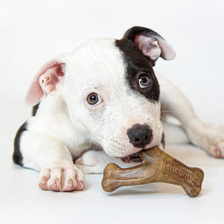 Benebone Puppy Pack Bacon Wishbone & Dental Chew