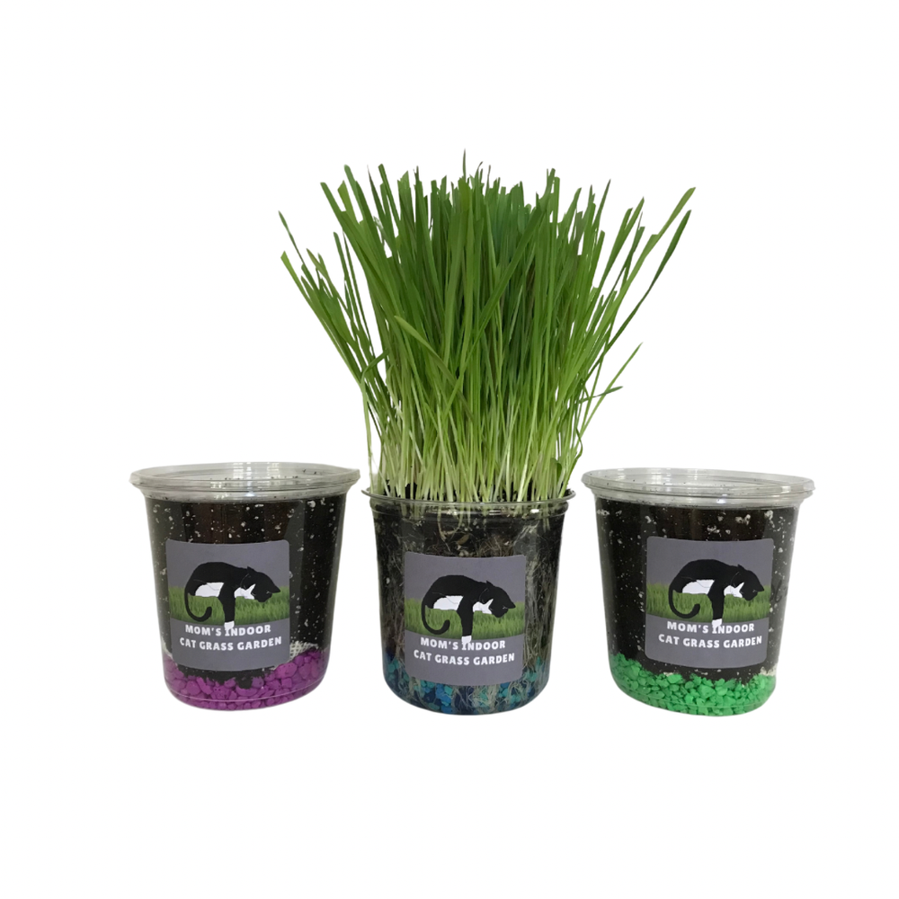 Mom's Indoor Cat Clear Tall Cat Grass Planter Kit