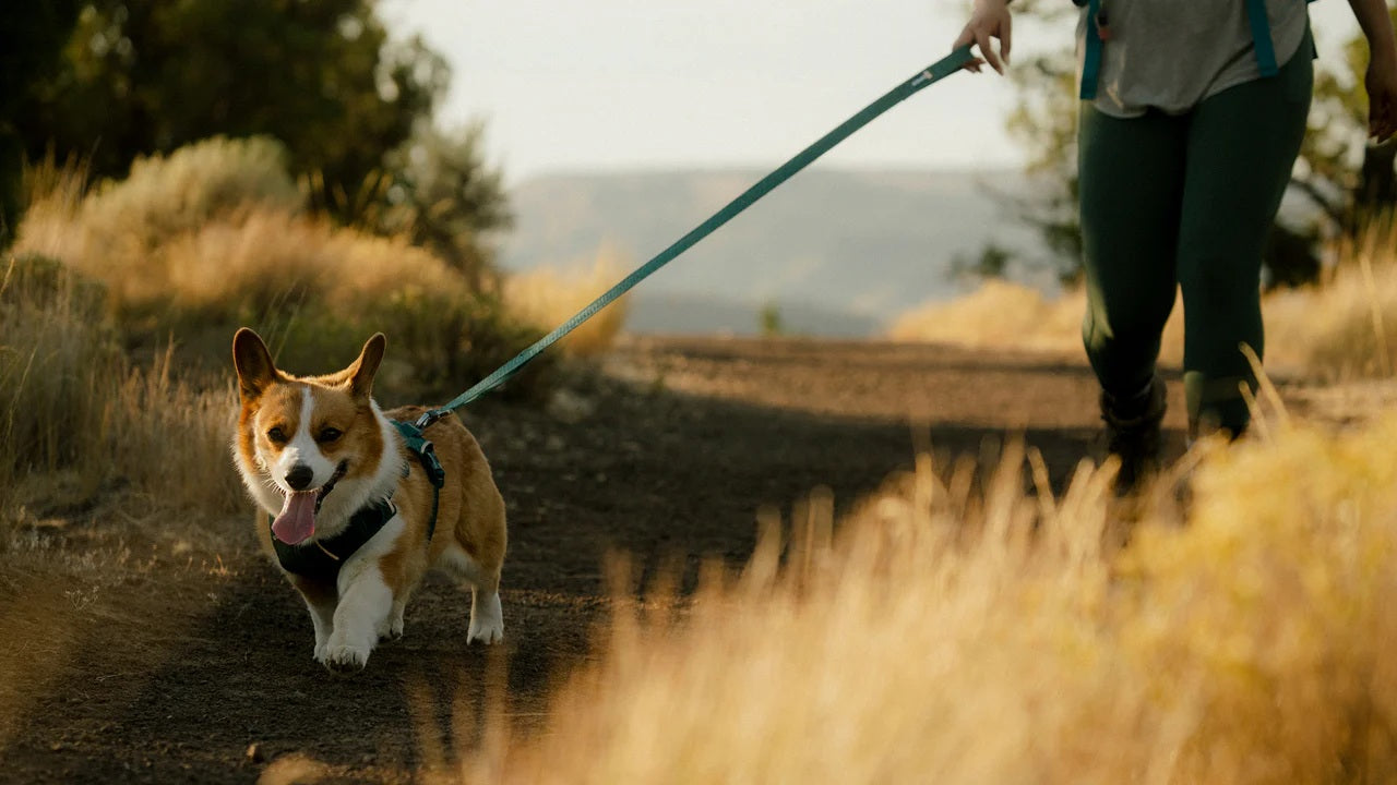 Ruffwear Front Range™ Flex Leash