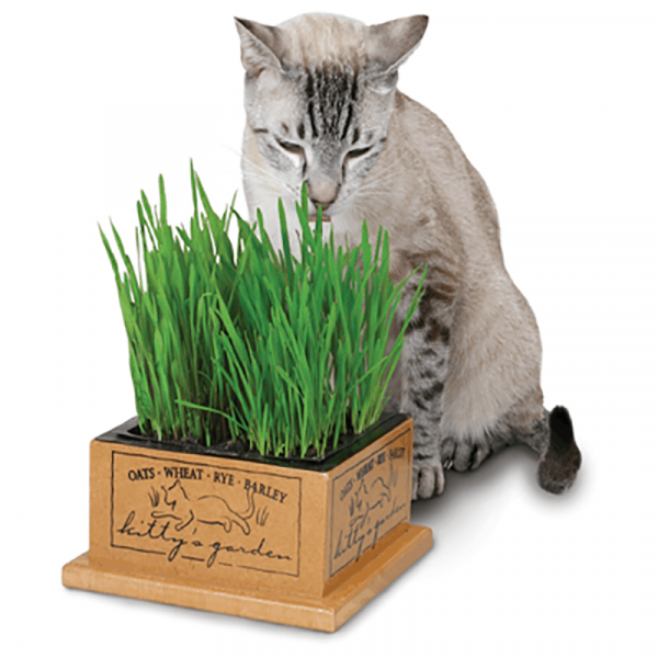 Pioneer Pet Kitty's Garden with Oats, Wheat, Rye & Barley