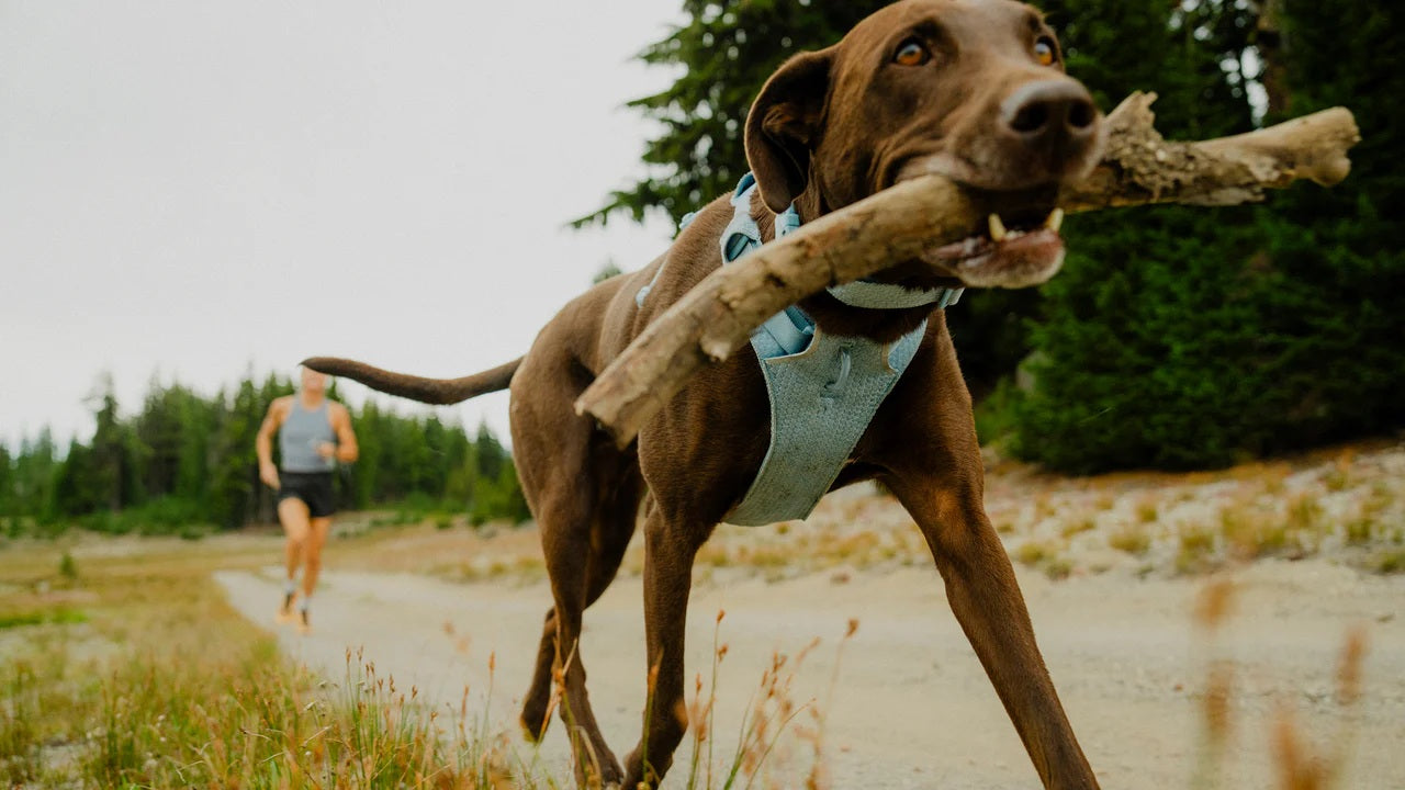 Ruffwear Front Range® Flex Harness